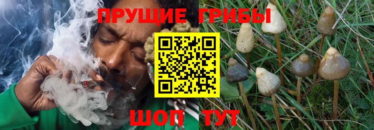 Галлюциногенные грибы Magic Shrooms Ульяновск